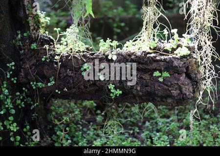 Vines arrampicata lungo albero umido tronco in Dewy Forest Foto Stock