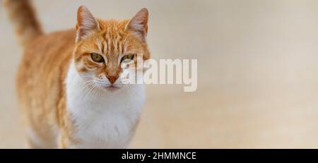 Ritratto closeup di gatto arancione su sfondo chiaro, banner Foto Stock