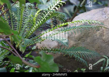 Blechnum Gibbum, Oceaniopteris Gibba, Silver Lady Fern sopra la pietra Foto Stock