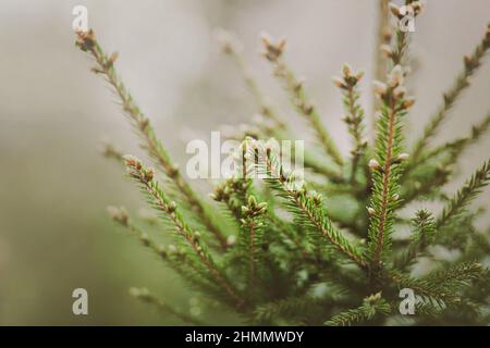 Bella rami di abete con aghi verdi e coni giovani in una mattinata di primavera nebbiosa. La natura della taiga. Foresta di conifere. Foto Stock