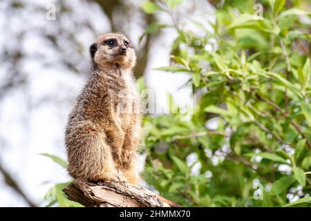 Un meerkat solitario, suricata suricatta, sta in guardia per il resto della troupe. Fogliame verde e sfondo cielo con spazio per il testo. Foto Stock