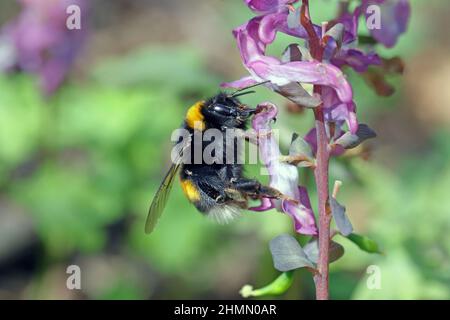 Bumblebee mordere attraverso un fiore per arrivare al nettare. Foto Stock