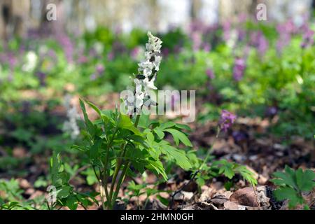 Corydalis fiorisce in primavera nella natura selvaggia della foresta Foto Stock