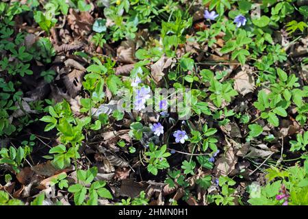 Fiori hepatica che fioriscono all'inizio della primavera Foto Stock