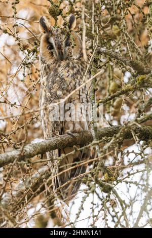 Gufo dalle orecchie lunghe (Asio otus), che in inverno si aggirano su un ramo di un albero da dormire, in Germania, in Baviera Foto Stock