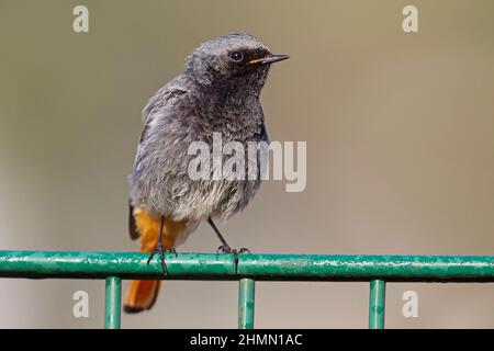 Rosso nero (Fenicurus ocruros), maschio seduto su una recinzione, Germania Foto Stock