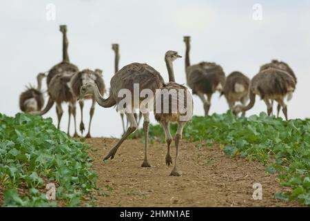 Greater rhea (Rhea americana), Aduklts e novellame foraging in un paesaggio di campo, Germania Foto Stock