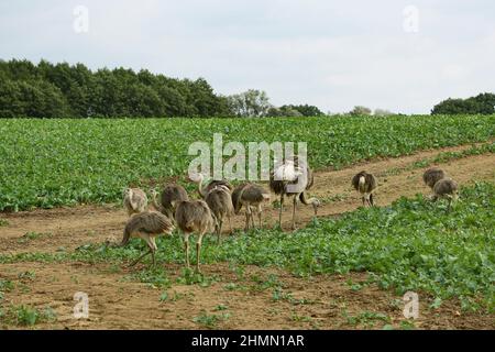 Greater rhea (Rhea americana), Aduklts e novellame foraging in un paesaggio di campo, Germania Foto Stock