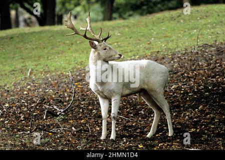 Cervo (Dama dama, Cervus dama), stag albinotico Foto Stock