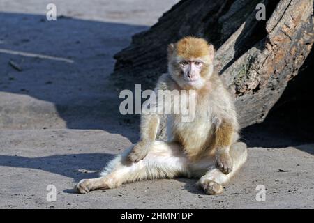 barbary ape, macaco di barbary (Macaca sylvanus), seduto a terra a legno di deat, Marocco Foto Stock