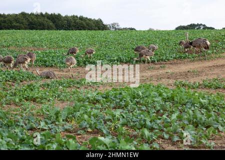 Greater rhea (Rhea americana), Aduklts e novellame foraging in un paesaggio di campo, Germania Foto Stock