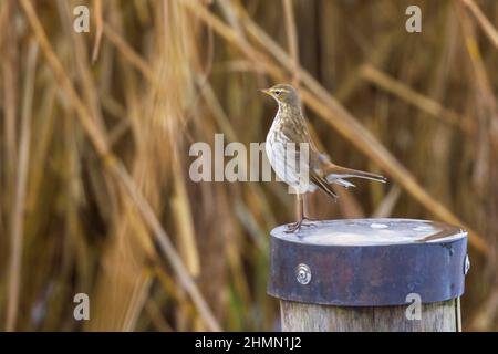 Acquedotto (Anthus spinoletta), che si estende su un palo di legno come ospite d'inverno in un lago, vista laterale, Germania, Baviera, lago Chiemsee Foto Stock