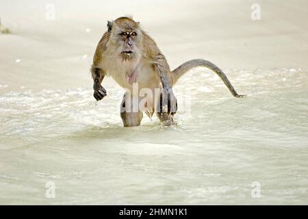 Macaque che mangia granchi, Macaque Java, Macaque a coda lunga (Macaca fascicularis, Macaca irus), in acque poco profonde sulla spiaggia, Thailandia Foto Stock