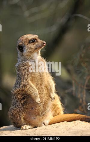 Suricate, sottile-tailed meerkat (Suricata suricatta), prendere il sole Foto Stock