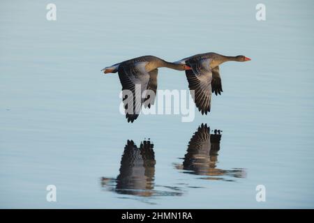 L'oca di Greylag (Anser anser), due oche di Greylag che volano su un lago all'alba, Reflection, Germania, Baviera Foto Stock