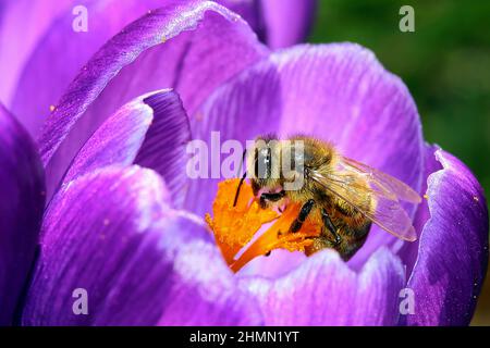 Ape di miele, ape di alveare (Apis mellifera mellifera), seduta su un cocus, Germania Foto Stock