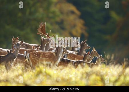 Cervi (Dama dama, Cervus dama), maschi e femmine di un allevamento, Germania Foto Stock