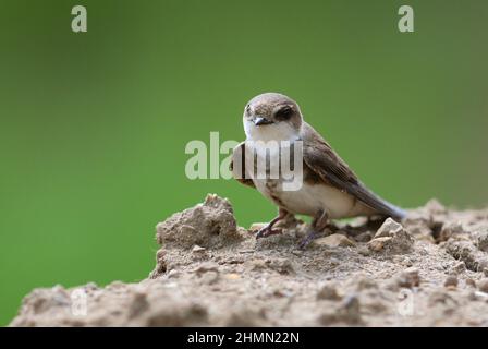 Sand martin (Riparia riparia), arpione su terreno sabbioso solido, Germania Foto Stock