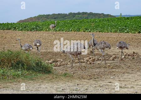 Greater rhea (Rhea americana), Adulti e giovani che invecchia in un campo, Germania Foto Stock