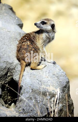 Il meerkat (Suricata suricatta), dalla coda snella e dalla coda snella, si siede su una pietra che guarda indietro Foto Stock