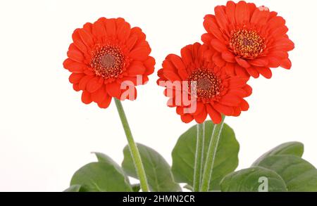 Barebeton Daisy, Gerbera, Transvaal Daisy, Gerbera Daisy (Gerbera jamesonii), Barebeton Daisy fiori, taglio Foto Stock