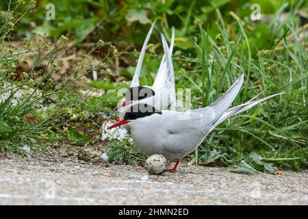 Terna artica (Sterna paradisaea), coppia con uovo, Germania Foto Stock