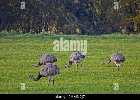 Greater rhea (Rhea americana), gruppo foraging in un prato, Germania Foto Stock