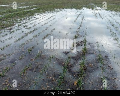 Il grano invernale è allagato dopo che la neve si scioglie in primavera. Bagnando di suolo e raccolti nel campo Foto Stock