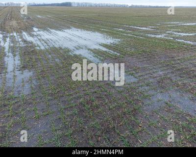 Campo allagato di grano invernale. Germogli di grano che germogliano nel campo dell'agricoltura Foto Stock