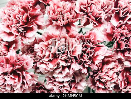 Dianthus caryophyllus L Foto Stock