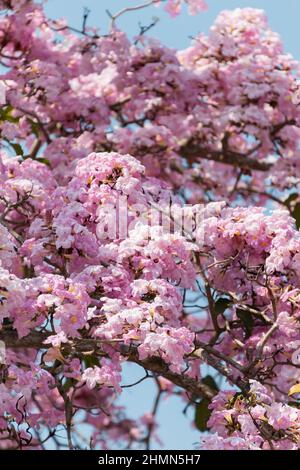 Tacoma che fiorisce in Malaysia che assomigliano a sakura flower Foto Stock