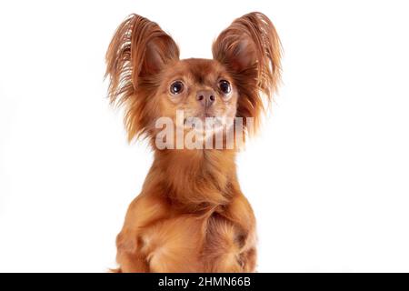 Primo piano ritratto di carino interessato russo a capelli lunghi giocattolo terrier razza cane di colore rosso seduta isolato su sfondo bianco. Spazio di copia Foto Stock