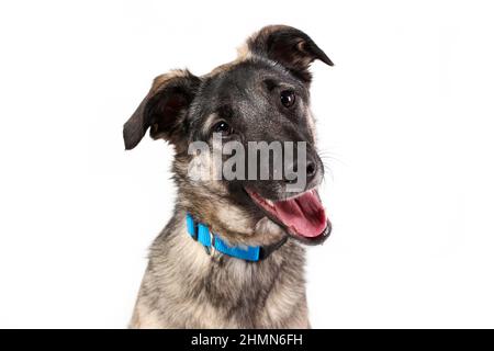 Felice faccia sorridente di cane grel isolato su sfondo bianco Foto Stock