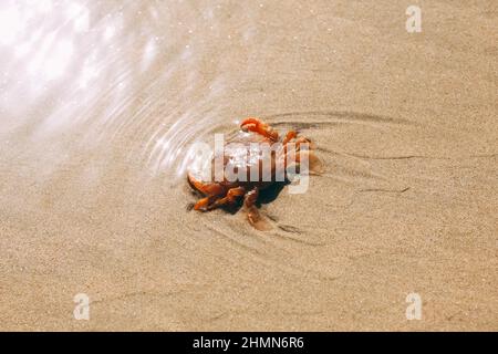 Sabbia texture sfondo con granchio rosso o gamberi. Natura sabbia vista sulla spiaggia in estate. Modello di onda sulla costa. Primo piano di una certa sabbia sul Foto Stock