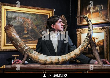 Londra UK 11 Febbraio 2022 The Connoisseurs Library sale A Woolly Mammoth Tusk from Russia Est £14,000-18,000 la vendita stessa avrà luogo il 15 - 16th Febbraio a Knightsbridge. Paul Quezada-Neiman/Alamy Live News Foto Stock