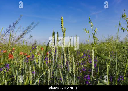 Papaveri selvatici Papaver roeas e la fucinatura larkspur Consolida regalis fioritura in campo estivo in giorno di sole - fuoco selettivo Foto Stock