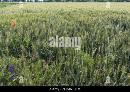 Papaveri selvatici Papaver roeas e la fucinatura larkspur Consolida regalis fioritura in campo estivo in giorno di sole - fuoco selettivo Foto Stock