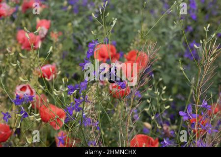 Papaveri selvatici Papaver roeas e la fucinatura larkspur Consolida regalis fioritura in campo estivo in giorno di sole - fuoco selettivo Foto Stock