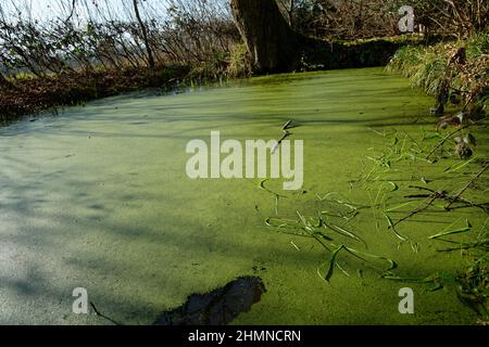 Un laghetto stagnante con erbacce verdi sulla superficie. Un laghetto ancora in una giornata di sole in inverno. Laghetto coperto d'anatra. Foto Stock