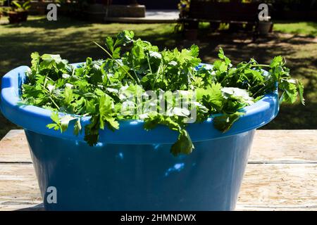 Gambi appena sbucciati coriandolo foglie fresche da lavare in vasca secchio. Fattoria mercato vegetale. Verdure verdi asiatiche Foto Stock