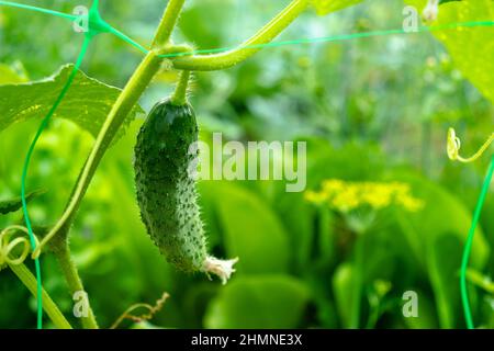 Maturazione cetriolo verde su un lardo. Concetto di giardinaggio e raccolta. Foto orizzontale. Foto Stock