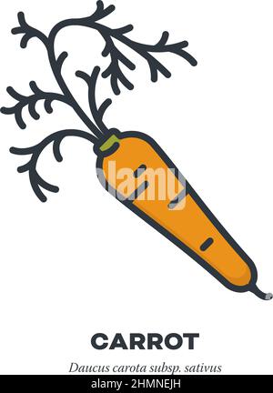 Icona vegetale di radice di carota arancione, contorno con disegno vettoriale di stile di riempimento colore Illustrazione Vettoriale