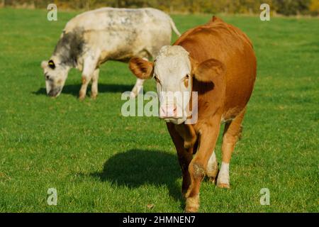 Mucche su pascolo erba verde. Mucche da latte Foto Stock