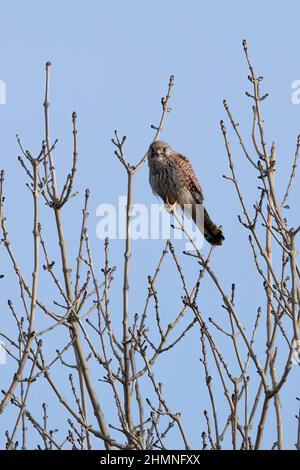 Un primo piano di un comune Kestrel, arroccato su un sottile ramo di un albero. Foto Stock