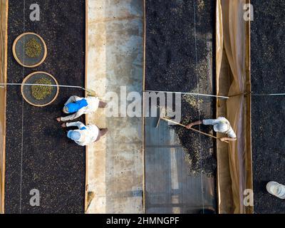 Selezione del caffè su letti africani, Minas Gerais, Brasile Foto Stock