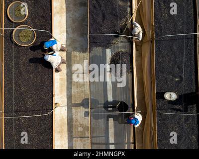 Selezione del caffè su letti africani, Minas Gerais, Brasile Foto Stock