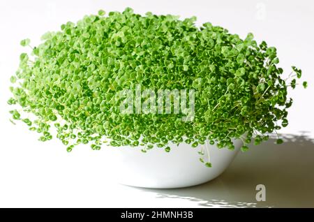 Chia microgreens, crescendo in un recipiente bianco. Piantine e germogli verdi di Salvia hispanica, una pianta fiorita della famiglia della menta (Lamiaceae). Foto Stock