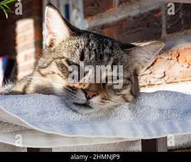 Il volto di un gatto intelligente tabby Foto Stock