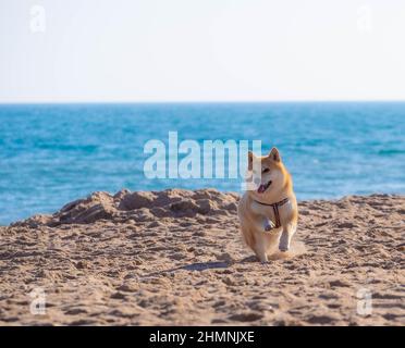 Il cucciolo di Shiba Inu sembra una piccola volpe Foto Stock