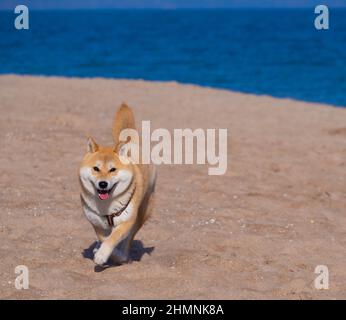 Il cucciolo di Shiba Inu sembra una piccola volpe Foto Stock